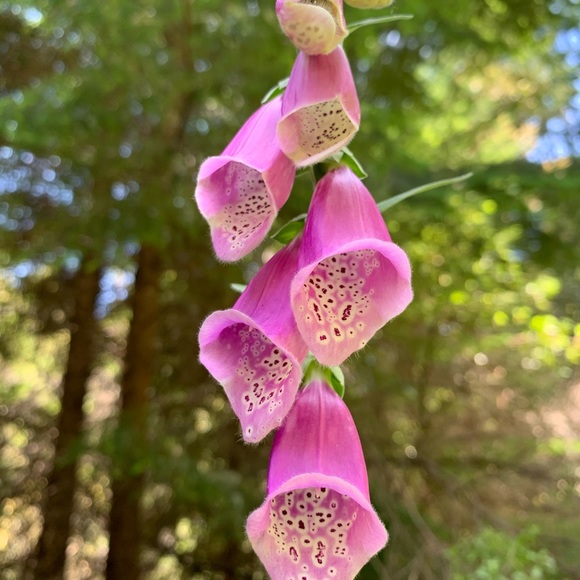 Meet your Posher M. - Picture 3 of 3